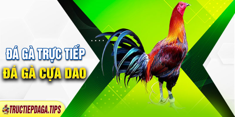 Trực tiếp đá gà cựa dao