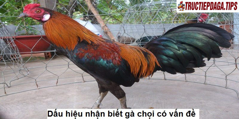 Dấu hiệu nhận biết gà chọi có vấn đề