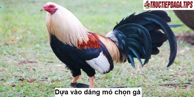 Dựa vào dáng mỏ để chọn gà chiến