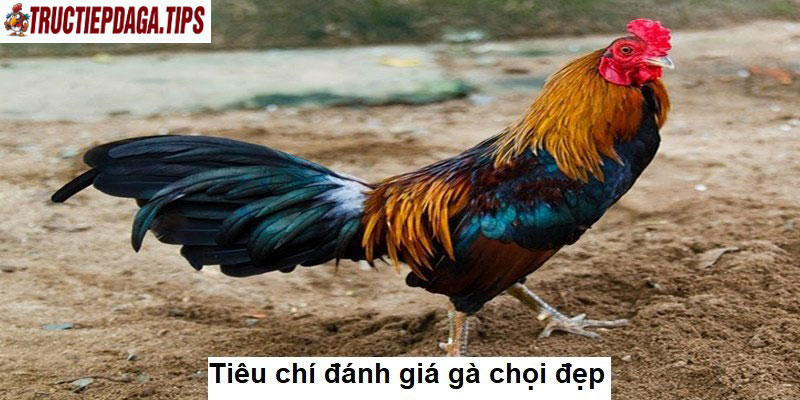 Tiêu chí đánh giá gà chọi đẹp