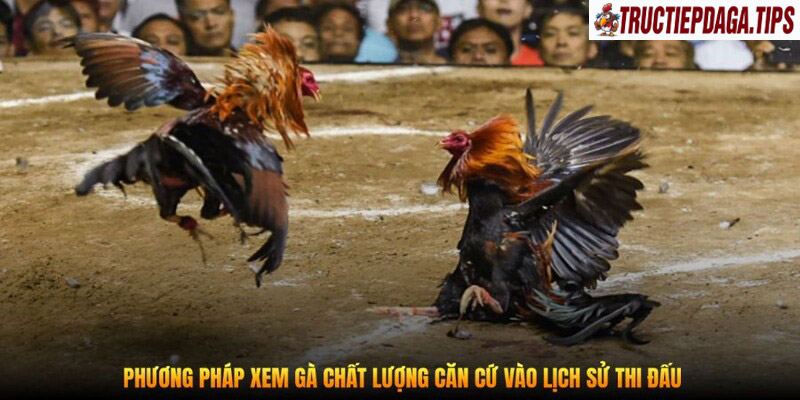 Phương pháp xem gà chất lượng căn cứ vào lịch sử thi đấu