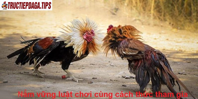 Nắm vững luật chơi cùng cách thức tham gia