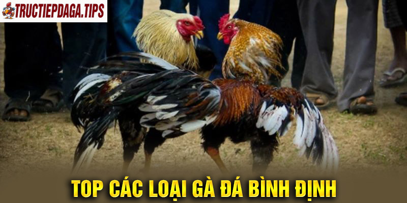 Top loại gà đá Bình Định nổi tiếng 