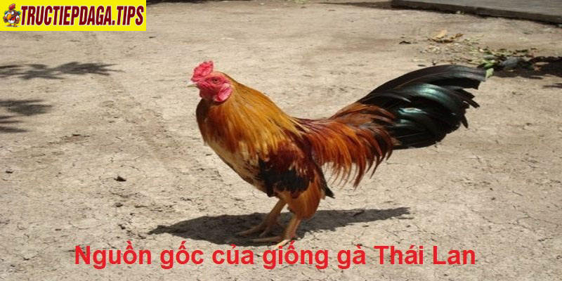 Nguồn gốc của giống gà Thái Lan