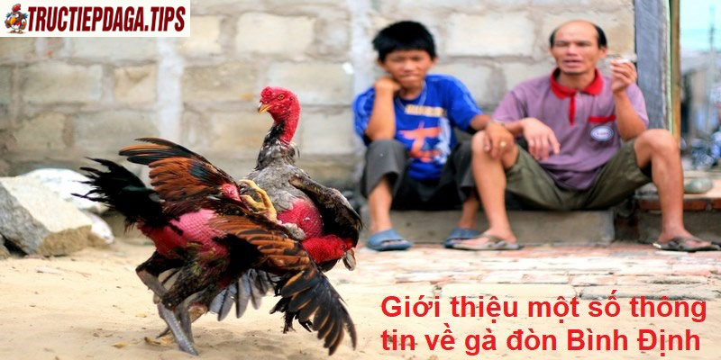 Giới thiệu một số thông tin về gà đòn Bình Định