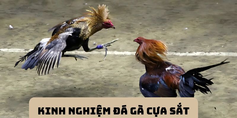 Kinh nghiệm đá gà cựa sắt