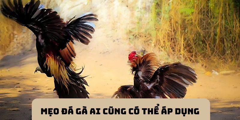 Mẹo đá gà hay ai cũng có thể áp dụng