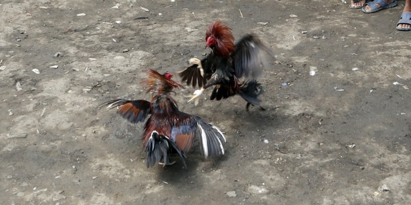 Giới thiệu đá gà cựa dao