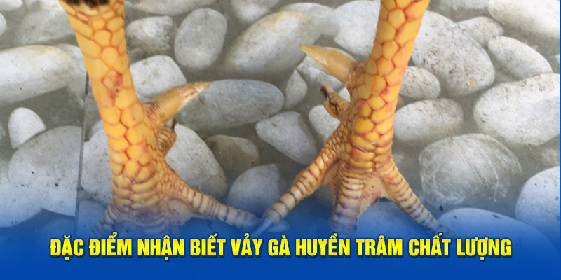 Vảy gà huyền trâm được phân làm nhiều loại