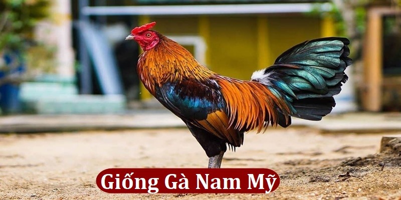 giống gà nam mỹ