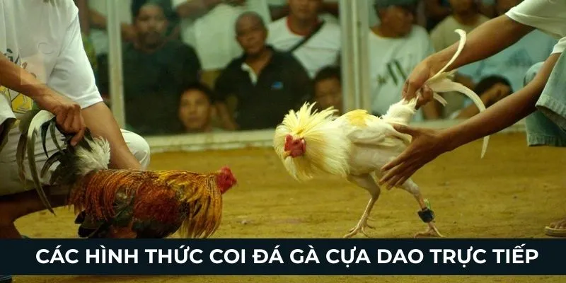 Các hình thức coi đá gà cựa dao trực tiếp