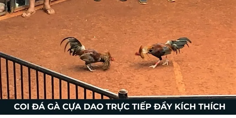 Coi đá gà cựa dao trực tiếp đầy kích thích