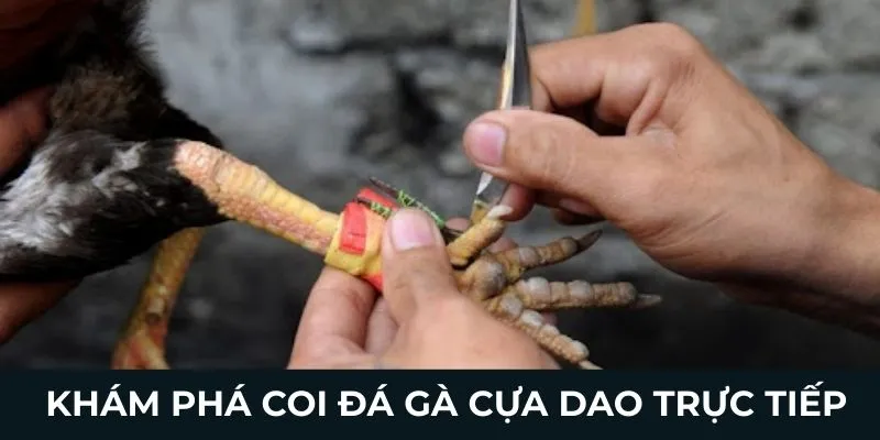 Khám phá chế độ coi đá gà cựa dao trực tiếp